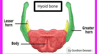 Hyoid Bone parts of Hyoid Bonesituated in Hyoid Bone Study of Nursing 07 [upl. by Adnoryt153]