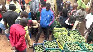 Burundi farmers band together to get fair prices for avocados [upl. by Ociral]