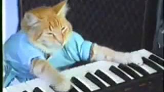 play him off keyboard cat [upl. by Ilowell]