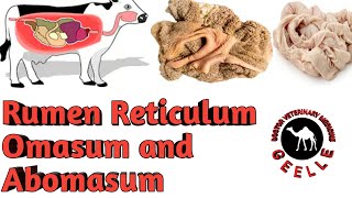 Rumen Reticulum Omasum and AbomasumVeterinary [upl. by Alon]