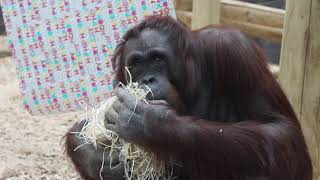 International Orangutan Day [upl. by Ruy]