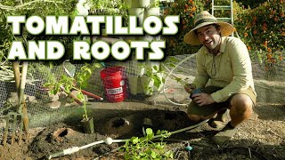 Tomatillo Tips and Invading Tree Roots [upl. by Hibbert255]