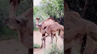 قفز الجمل الصغير camels camellife camelsofdesert camelliaonthewind babycamel [upl. by Schlenger]