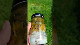 Citronella Infused Oil  Homemade Candle Prep [upl. by Ellis335]