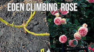 Unboxing amp Planting David Austin Eden climbing rose 📦🌹🥀 [upl. by Berty437]