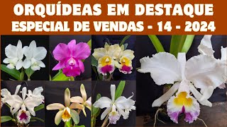 ORQUÍDEAS em DESTAQUE  Especial de Vendas 14  2024  LC NIPON LIVINZA X MILDRED RIVES  SHOW [upl. by Ramey]