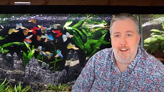 My Top 6 MustTry Aquarium Fish after 20 Years of Experience [upl. by Bocoj]