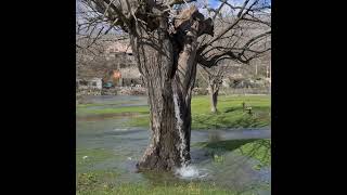 Dinosa के इस पेड़ से इतना पानी क्यों निकलता है 😱Montenegros Gushing Water TreeID03688 [upl. by Angelo]