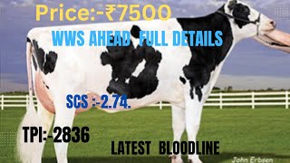 WWS HF BULL IN INDIA AHEAD PRICE  ₹7500 SEXED SEMEMdairyfarm farmerkunal pdfa [upl. by Ytsirc]