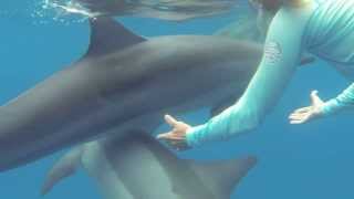 Swimming with wild dolphins in Hawaii [upl. by Killian]