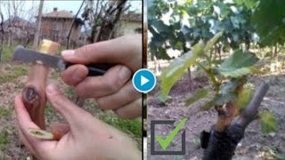 🔴 New Unique way to grafting grapes tree 🍇 Grafting grapesDemonstration and Tips [upl. by Tnilk]