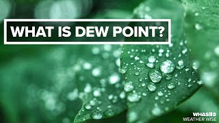 What is dew point  Weather Wise Lessons [upl. by Ecirpak]