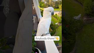 Cockatoo Communication 📣 beamazed So smart Cockatoo bird smart sound [upl. by Eirene415]