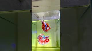 Beta fish recovery 😍❤️‍🩹betafish guppie aquarium fish bettafish fish [upl. by Nosrak]