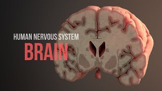 Human Nervous System Part 2  How the Brain Works Animation [upl. by Mcnamee]