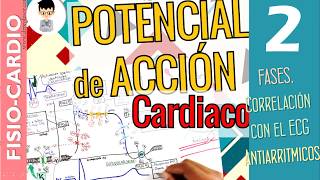 POTENCIAL DE ACCIÓN CARDÍACO correlación ECG Fases Periodos Refractarios Fisiología Cardíaca2 [upl. by Verada]