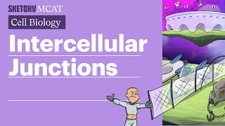 Intercellular Junctions Gap Tight amp Desmosomes Full Lesson  Sketchy MCAT [upl. by Lydell826]