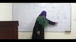 Class Asteroidea Zoology Lec  1 by Prof Kausar Nadia [upl. by Lyred]