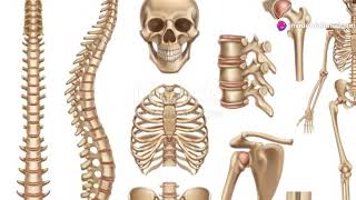 Musculoskeletal System Facts [upl. by Nednal]