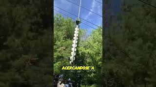 Podando árboles desde el aire ¡Increíble técnica [upl. by Cedell]