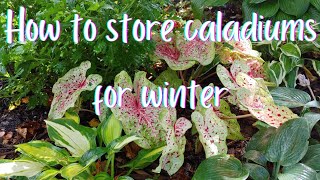 Easy Stepbystep Guide To Overwinter Caladium Bulbs In Colder Climates ❄ storing caladiums ❄ [upl. by Iyre]