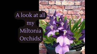 A look at all my Miltonia Orchids D [upl. by Gianni]