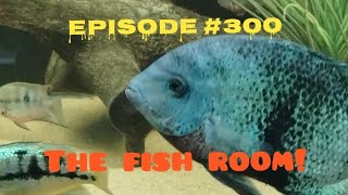 The fish room just a quick update [upl. by Siddon]