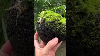 grow moss on a piece of lava rock indoorgarden moss nature [upl. by Adar]