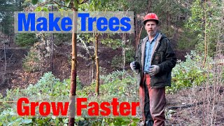 Thinning The Trees on My Forest Land  Forest Management [upl. by Mackay]