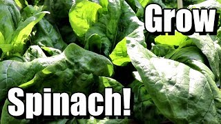 Direct Sowing Spinach Seeds The Pros amp Cons [upl. by Him]