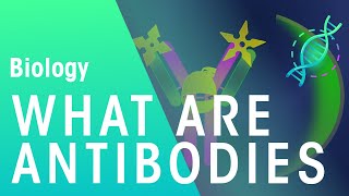 Antigens vs Antibodies in under 2 mins [upl. by Feigin796]