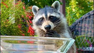 Raccoon is Washing and Eating Grapes  Taste Test  Wild Animals [upl. by Carina]