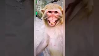 Funny videos 2024GRTanmoy trending funny foryou [upl. by Dinin739]