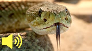 What does a Rattlesnake sound like Snake Sounds  Animal Sounds [upl. by Adleme]