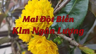 Giống Mai Đột Biến Kim Ngân Lượng  Vườn Mai Hoàng Long [upl. by Nyloj436]