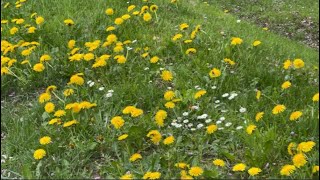 Heavenly Switzerland Spring walk In Swiss canton Vaud Lausanne city [upl. by Egarton]