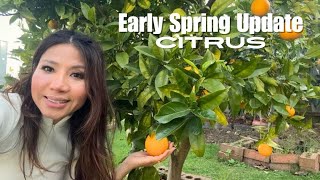 11 trees of Citrus update early of spring Melbourne 🇦🇺🌼😊 [upl. by Trill]