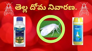 whitefly control whitefly bayer basf insecticides [upl. by Debbra]