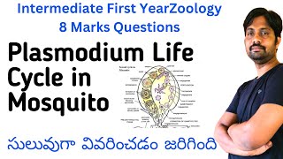 Plasmodium vivax Life Cycle in Mosquito Explained in Easyway  Inter Zoology 8 Marks Questions [upl. by Ecirahc]