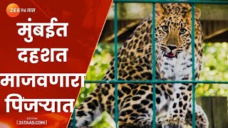 असा केला बिबट्याला जेरबंद  Mumbai  Aarey Colony Leopard Finally Trapped By Forest Department [upl. by Akirea]