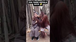 Orang utan dubbing hewanlucu [upl. by Lynda376]