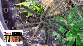 Avicularia Metallica Rehousing and Care Notes [upl. by Norej]