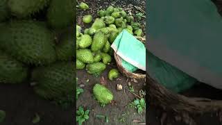 HOME GROWN GUYABANO FRUITS [upl. by Oelgnaed]