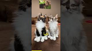 أشهر أنواع القطط المنزلية 😻 [upl. by Towny]