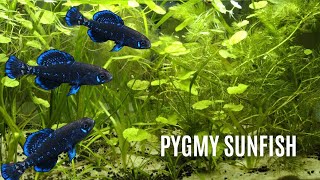 40L Aquarium  Pygmy Sunfish Biotope [upl. by Glogau]