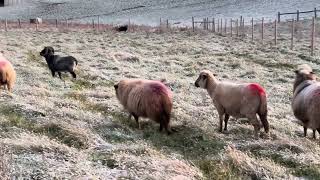 Using Marking Harnesses For Sheep Breeding and Lambing Season Homestead Learning  Navajo Churros [upl. by Acirrehs]