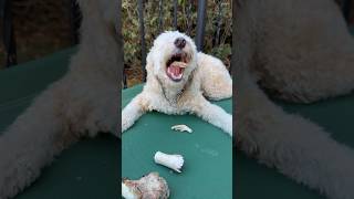 Mini Goldendoodle vs Bones [upl. by Kuebbing]