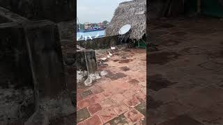 Falcon Attack Our Bird 🥹💔  Finally Come Back Our Loft pura paravapigeon pigeon vlog [upl. by Cavallaro]