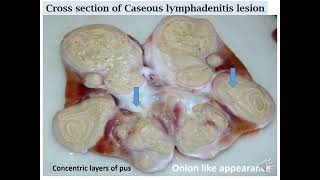 Caseous Lymphadenitis pathology pseudotuberculosis [upl. by Alisen]