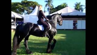 Conheça a raça de cavalo friesian [upl. by Oalsecnew]